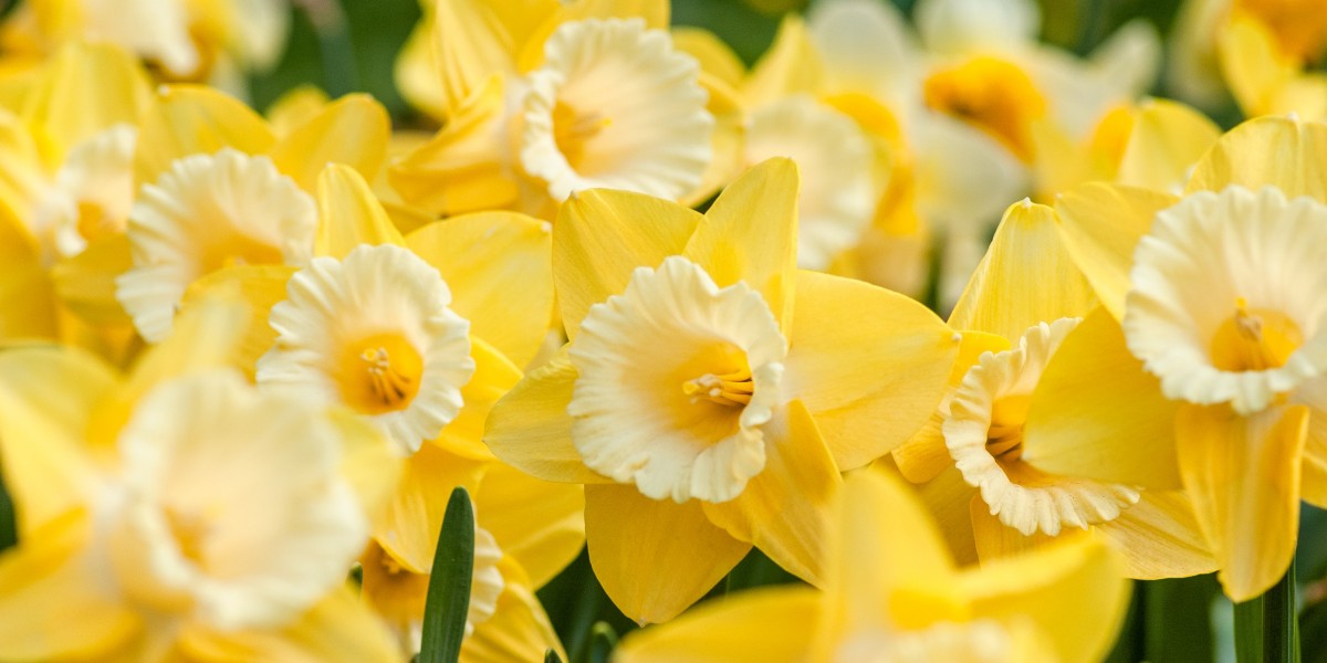daffodils
